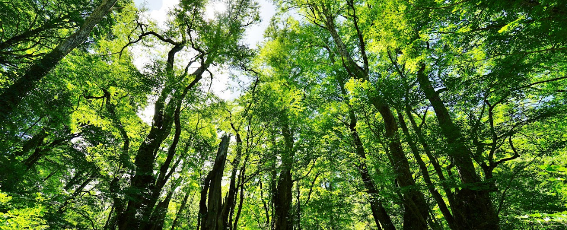 飛騨地方　森林イメージ